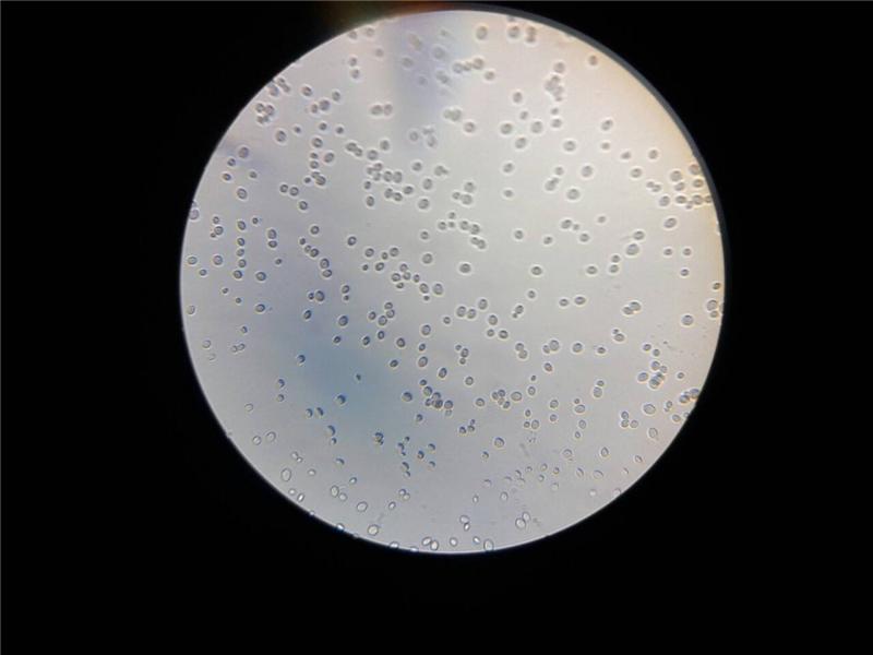 酵母菌